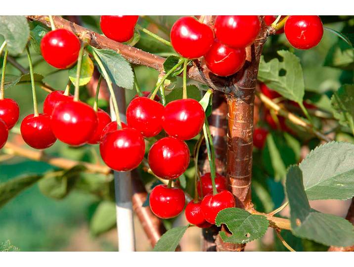 Sauerkirsche Hallauer Aemli ' (Prunus cerasus 'Hallauer Aemli '), 160-200 cm inklusive Topf'