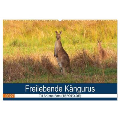 Freilebende Kängurus (Wandkalender 2027 DIN A2 quer), CALVENDO Monatskalender