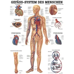 anat. Lehrtafel: Gefäßsystem des Menschen 70 x 100 cm, Papier