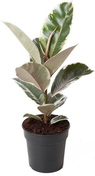 Ficus elastica Tineke Weissbunte Rubberplant, 50-60 cm, Kamerplant