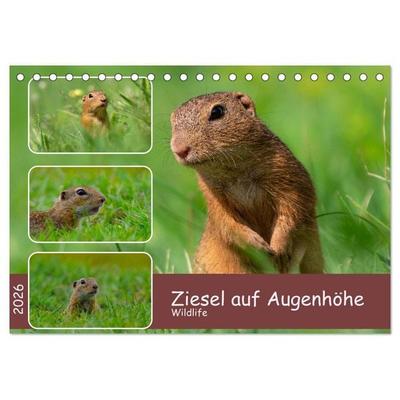 Ziesel auf Augenhöhe (Tischkalender 2026 DIN A5 quer), CALVENDO Monatskalender