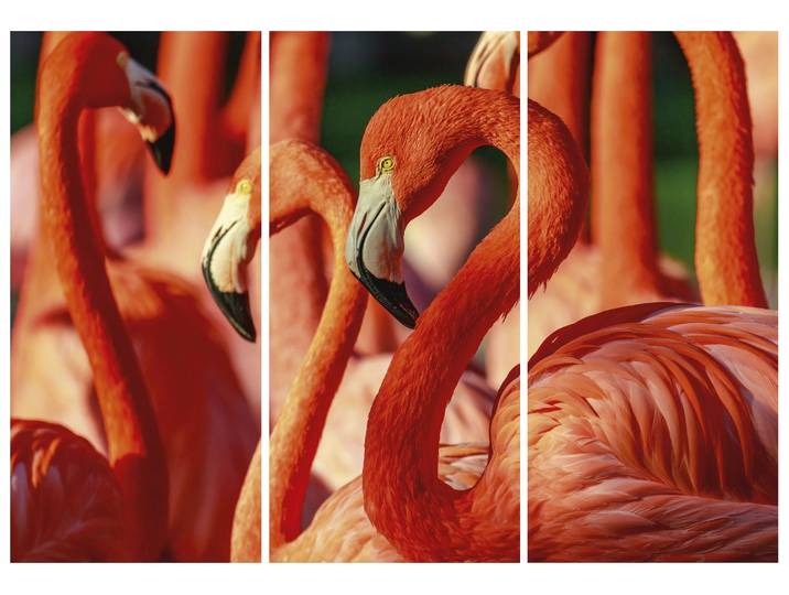 Canvas Flamingos image LAND