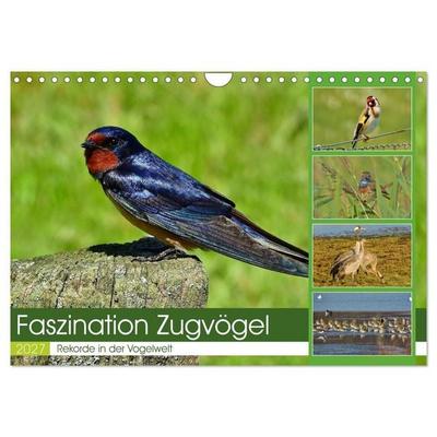 Faszination Zugvögel - Rekorde in der Vogelwelt (Wandkalender 2027 DIN A4 quer), CALVENDO Monatskalender