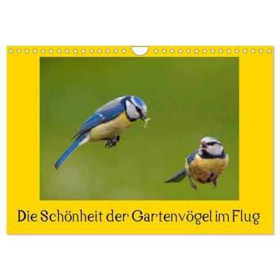 Die Schönheit der Gartenvögel im Flug (Wandkalender 2026 DIN A4 quer), CALVENDO Monatskalender