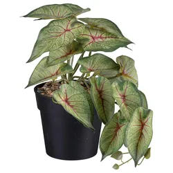 Kunstpflanze Caladium II in Grün