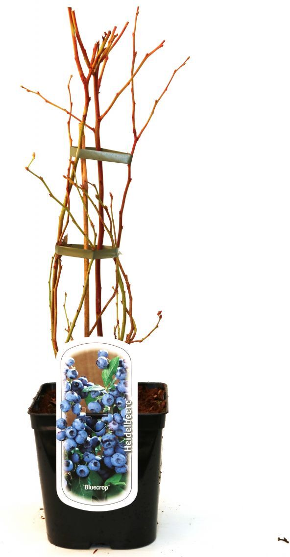Pflanzen Beerenobst Heidelbeere 3 L Container