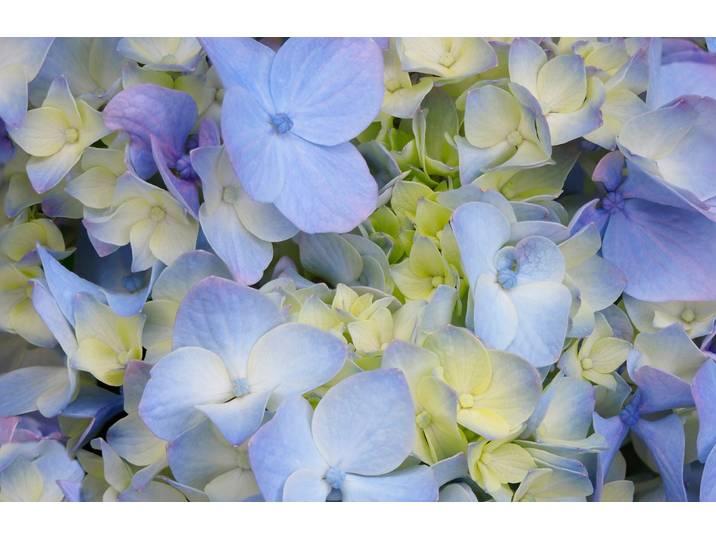 Fototapete PAPERMOON HORTENSIE-BLÜTE-BLUMEN PFLANZEN NATUR MUSTER DEKOR , bunt, B:3m L:2,23m, Vlies, Tapeten, Fototapete