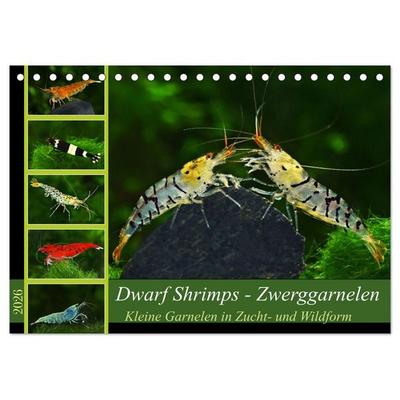 Dwarf Shrimps - Zwerggarnelen (Tischkalender 2026 DIN A5 quer), CALVENDO Monatskalender