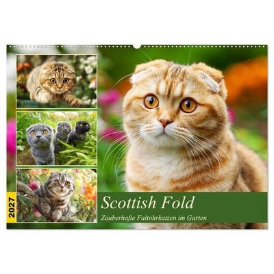 Scottish Fold. Zauberhafte Faltohrkatzen im Garten (Wandkalender 2027 DIN A2 quer), CALVENDO Monatskalender