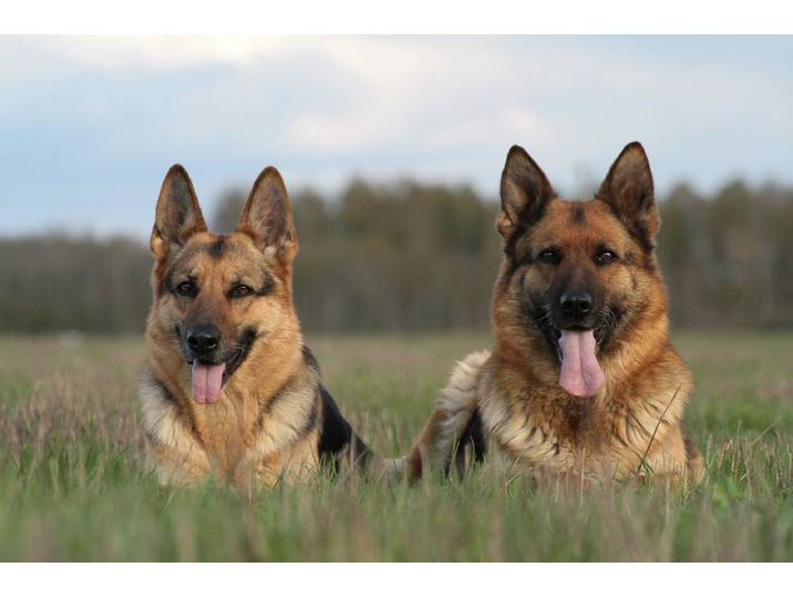 Fototapete PAPERMOON Deutsche Schäferhunde , bunt, B:3,5m L:2,6m, Vlies, Tapeten, Fototapete