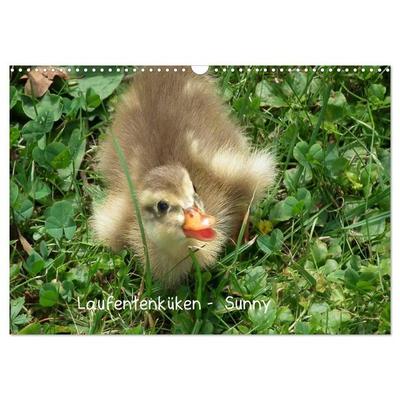 Laufentenküken - Sunny (Wandkalender 2027 DIN A3 quer), CALVENDO Monatskalender