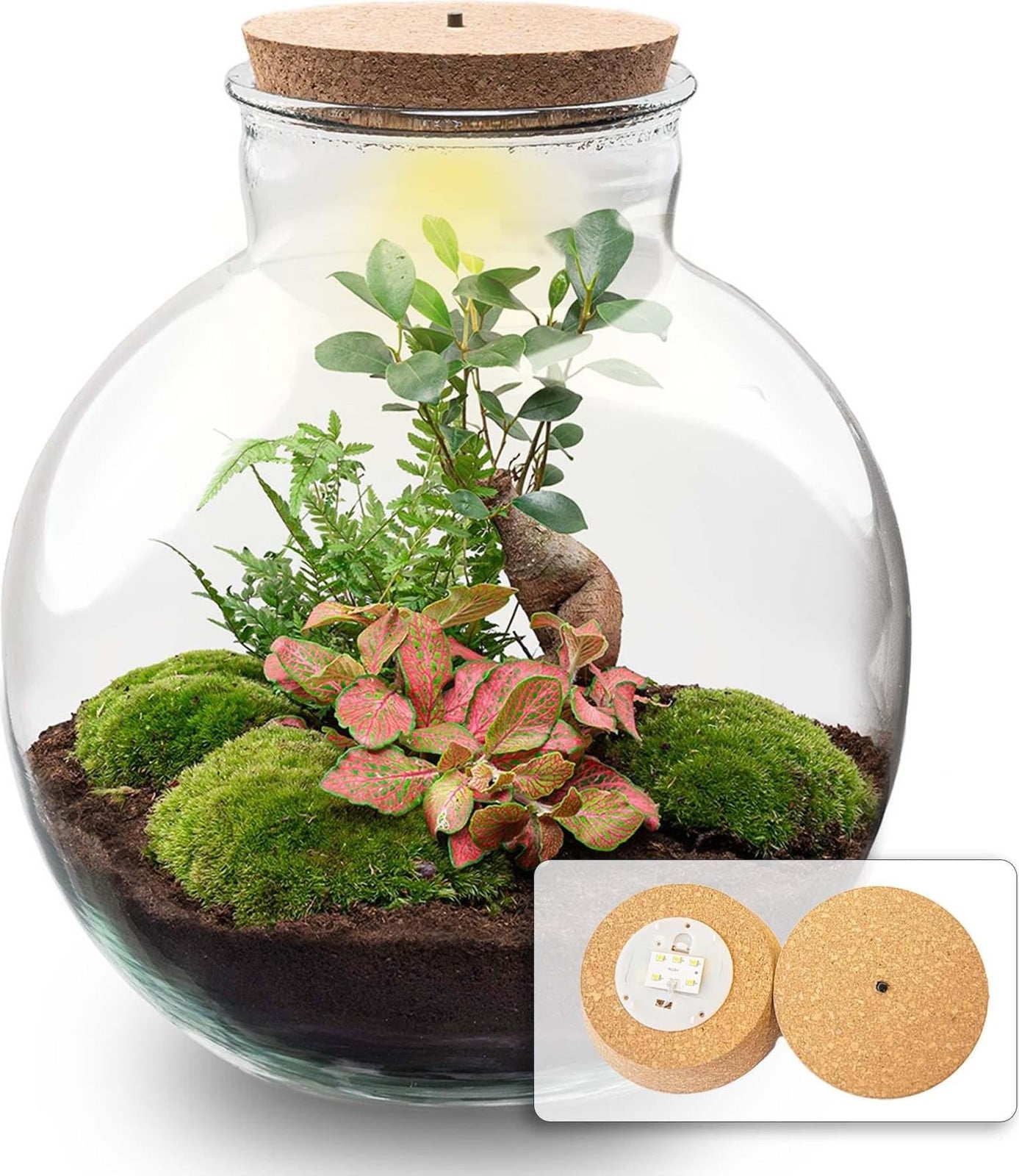 Oasis of Life flessentuin terrarium Bolder Bob Bonsai DIY kit met LED Mini-Dschungel kamerplant