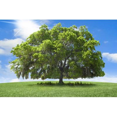 Fototapete PAPERMOON "baum in landschaft", bunt, B:2m L:1,49m, Vlies, Tapeten