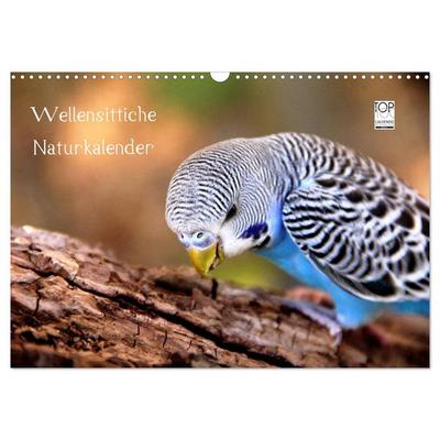 Wellensittiche - Naturkalender (Wandkalender 2026 DIN A3 quer), CALVENDO Monatskalender