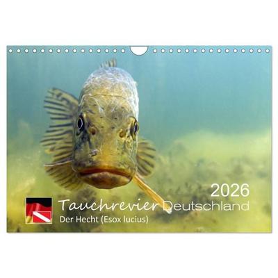 Tauchrevier Deutschland - Der Hecht (Esox lucius) (Wandkalender 2026 DIN A4 quer), CALVENDO Monatskalender