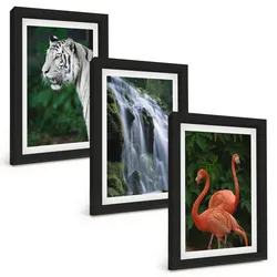 BILDER SET 3er Set - 20x30 cm Schwarzer Rahmen - Tiger Wasserfall Flamingos Natur