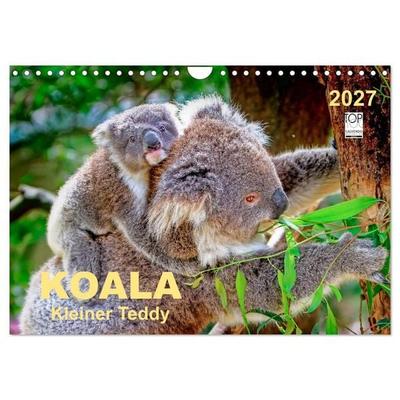 Koala - kleiner Teddy (Wandkalender 2027 DIN A4 quer), CALVENDO Monatskalender
