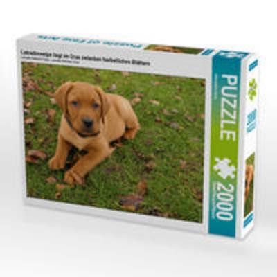 CALVENDO Puzzle Labradorwelpe liegt im Gras zwischen herbstlichen Blättern | 2000 Teile Lege-Größe 90x67cm Foto-Puzzle für glückliche Stunden