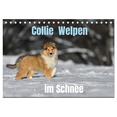 Collie Welpen im Schnee (Tischkalender 2027 DIN A5 quer), CALVENDO Monatskalender