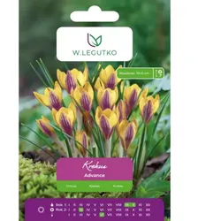 Krokus Advance, 7 Stück