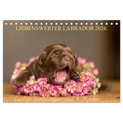 Liebenswerter Labrador 2026 (Tischkalender 2026 DIN A5 quer), CALVENDO Monatskalender