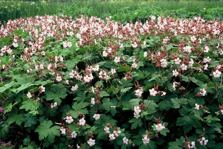Geranium macrorrhizum Spessart bodembedekker met bloemen van Oasis of Life