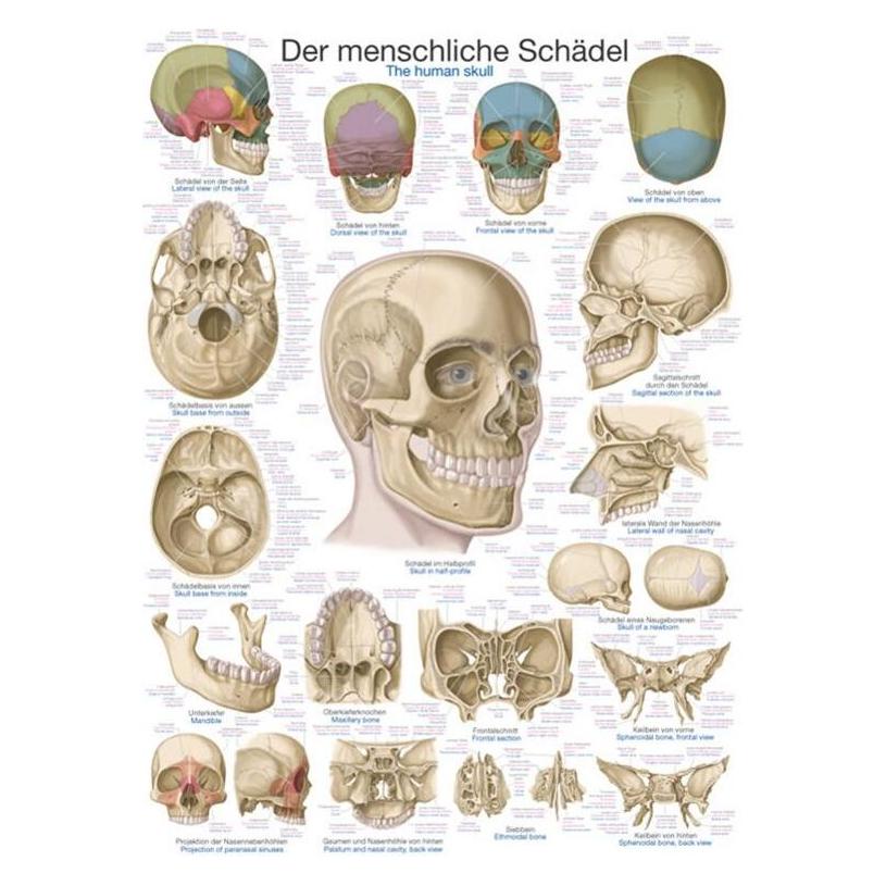 Erler Zimmer Lehrtafel Der Schädel, 70x100cm (EZ-AL103)