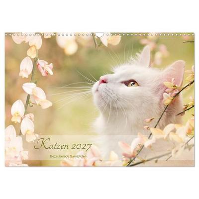 Katzen 2027 Bezaubernde Samtpfoten (Wandkalender 2027 DIN A3 quer), CALVENDO Monatskalender
