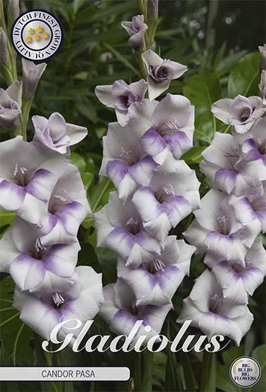 Sam van Schooten Gladiole Candor Pasa (10 stuks) Gladiolenbollen