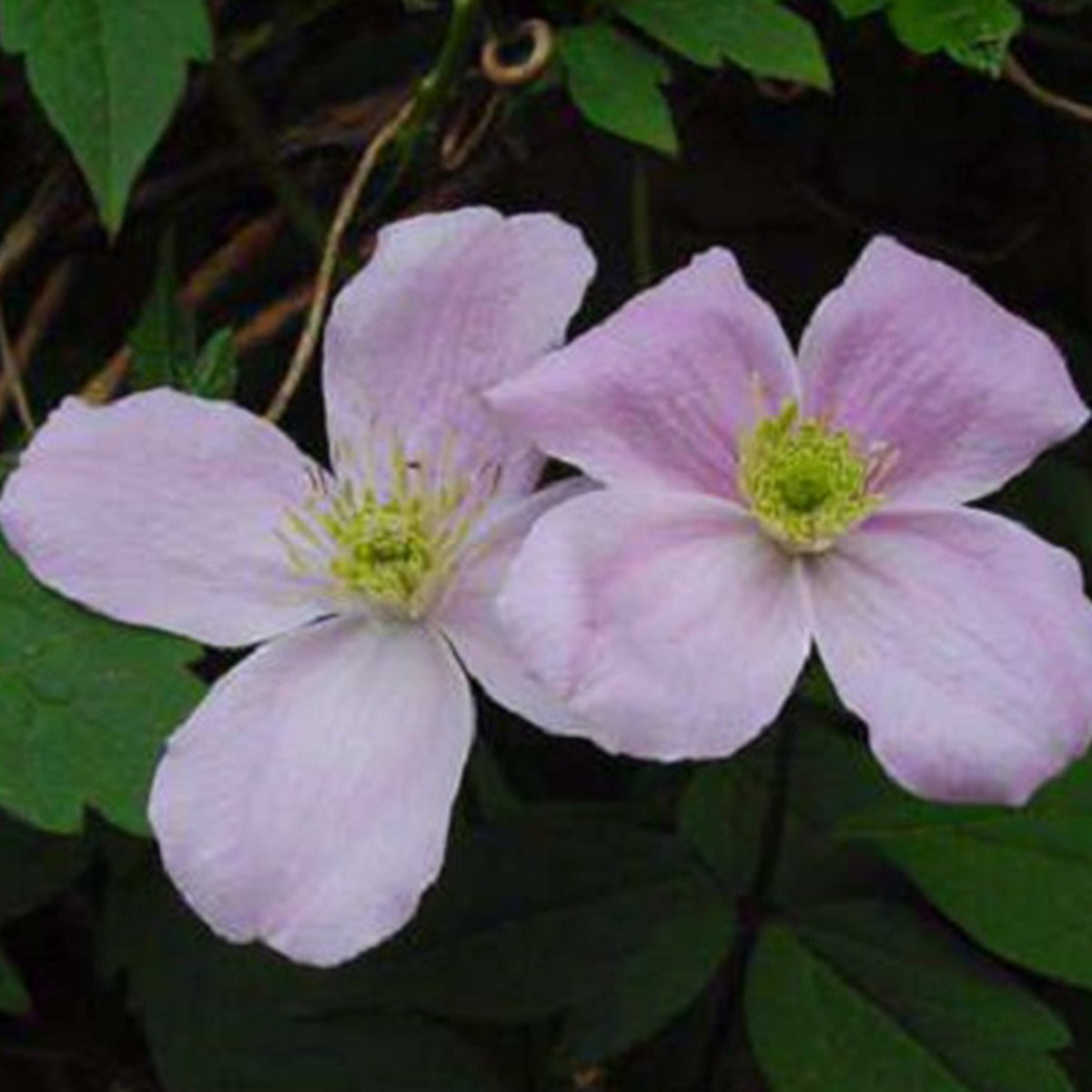 Clematis Montana Fragrant Spring - Bosrank - 50-60 cm in pot - Klimplant met geurende lichtroze bloemen