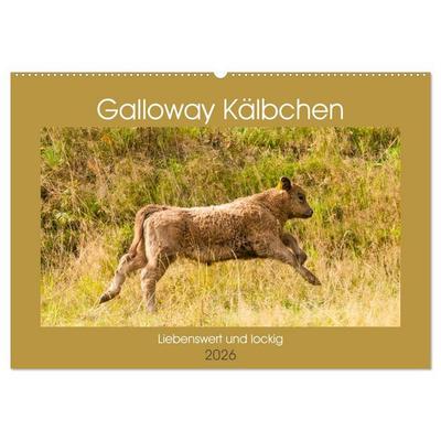 Galloway Kälbchen - Liebenswert und lockig (Wandkalender 2026 DIN A2 quer), CALVENDO Monatskalender