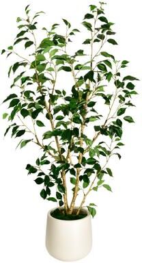 Edvivi Artificial Ficus Tree in White Decor Pot