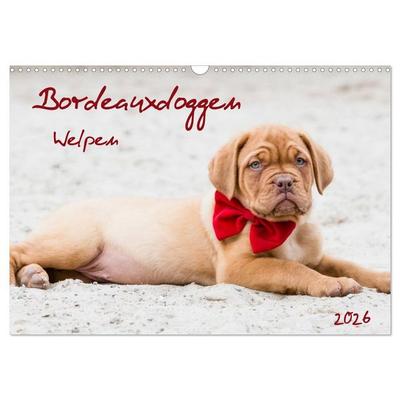 Bordeauxdoggen Welpen (Wandkalender 2026 DIN A3 quer), CALVENDO Monatskalender