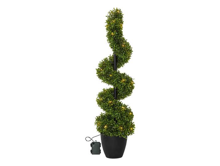 Star Trading Buxbom Baum 25 cm