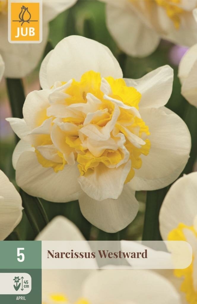 Narcis Westward 5 bollen