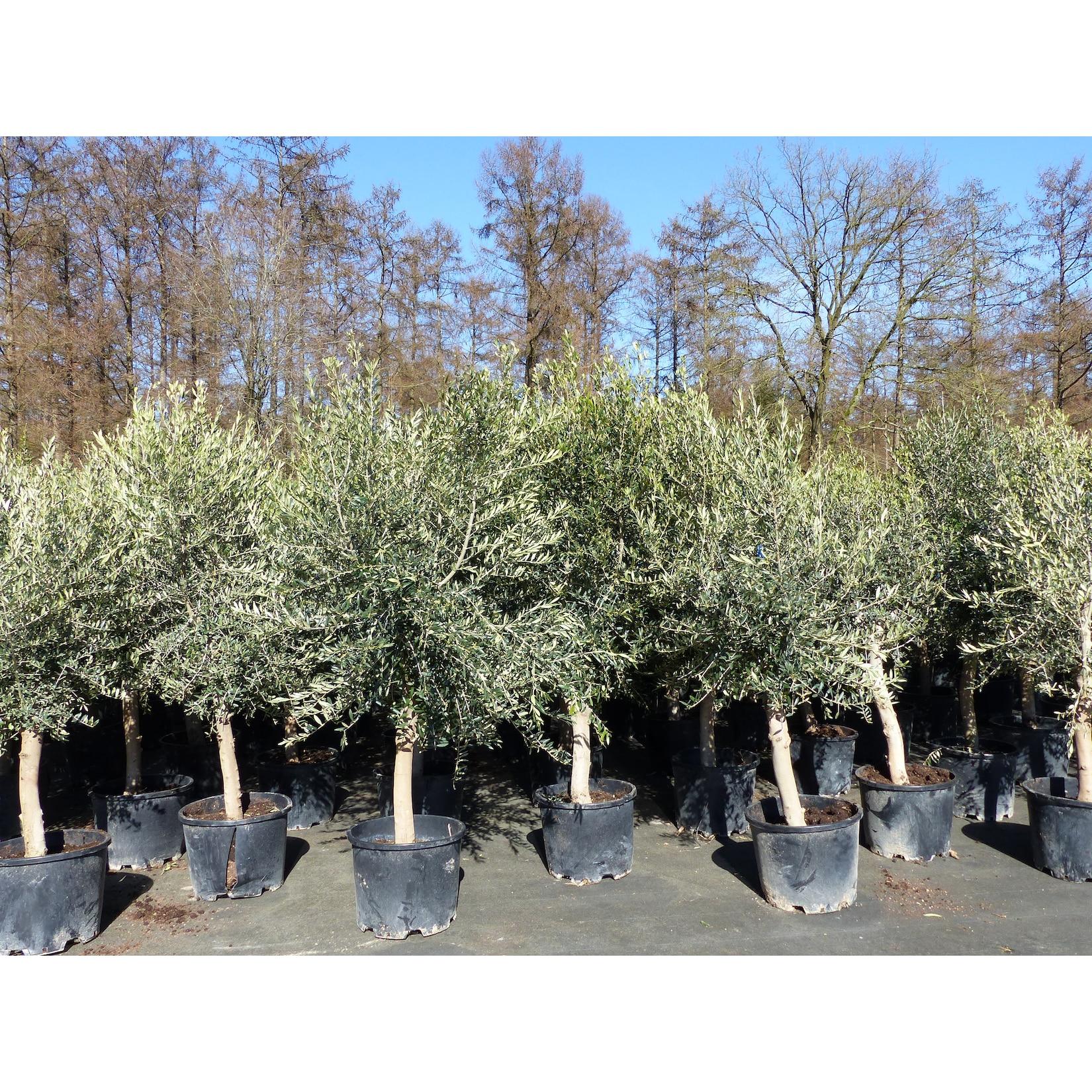3x Olivenbaum Olive "20 Jahre" 180 - 220 cm, beste Qualität, Stammumfang 20 - 30 cm, winterhart, Olea Europaea