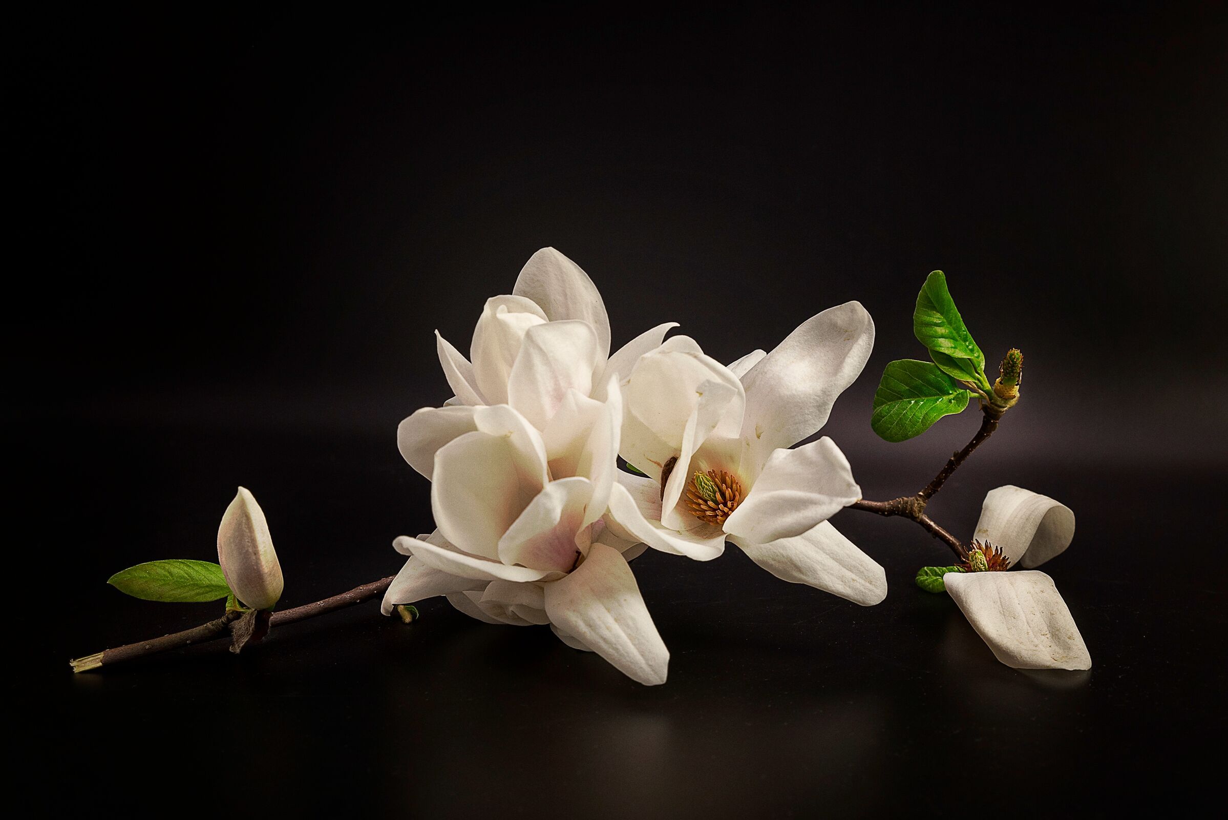 Papermoon "Photo-Art TONY08, MAGNOLIE" bunt B/L: 3,5m x 2,6m, Bahnen: 7 Stk.