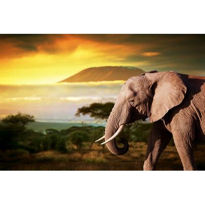 Fototapete PAPERMOON "Elefant von Kilimanjaro", bunt, B:5m L:2,8m, Vlies, Tapeten