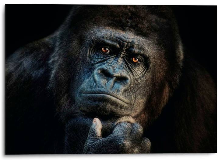 Alu-Dibond-Druck PLATINUM Gorilla , schwarz (farbe bild(er): schwarz), B:70cm H:50cm T:2cm, Aluminium, Bilder, Alu-Dibond-Druck, Joachim G. Pinkawa