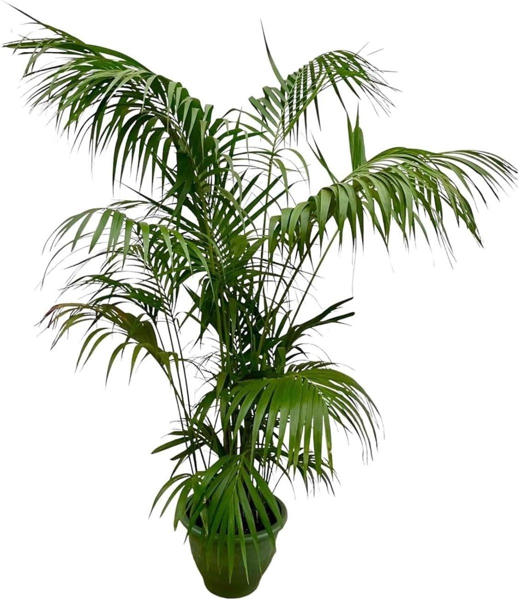 Groene kamerplant voor binnen decoratie