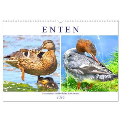 Enten. Bezaubernde und beliebte Schwimmer (Wandkalender 2026 DIN A3 quer), CALVENDO Monatskalender