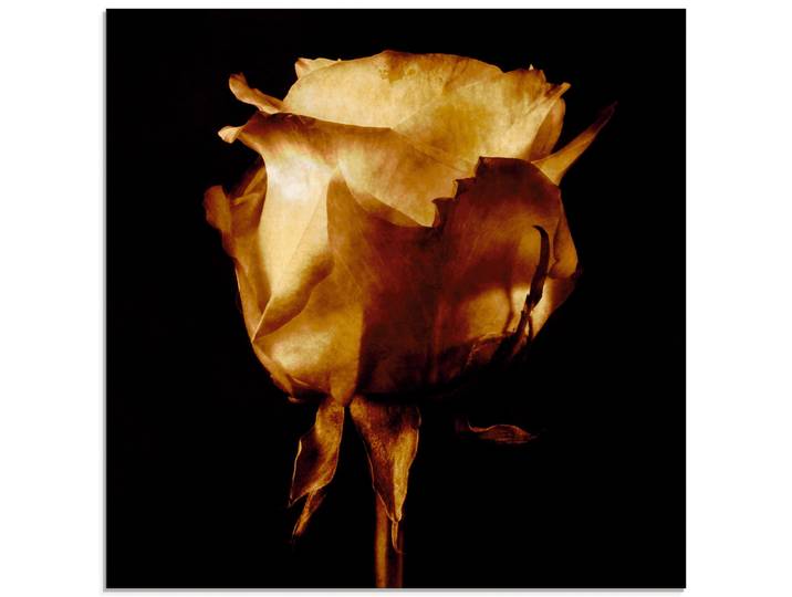 Glasbild ARTLAND Vergoldete Rose , gold (farbe bild(er): goldfarben), B:30cm H:30cm, Bilder, Glasbild, in verschiedenen Grössen