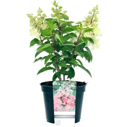 Tchibo - Rispenhortensie »Pinky Winky« - dunkelrosa