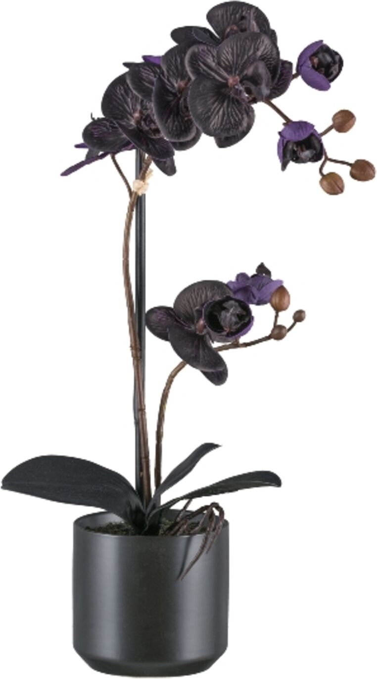 Gasper Phalaenopsis im Keramiktopf, Schwarz  Schwarz