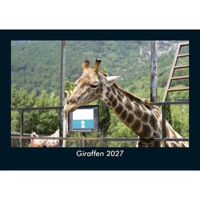 Giraffen 2027 Fotokalender DIN A5