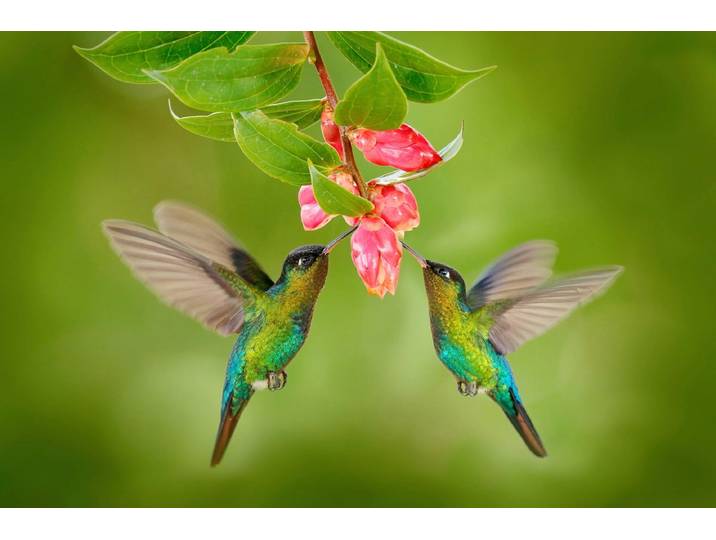 Fototapete PAPERMOON KOLIBRIS-VÖGEL TIERE BLUME BLÜTE WALD BÄUME COSTA RICA , bunt, B:3m L:2,23m, Vlies, Tapeten, Fototapete