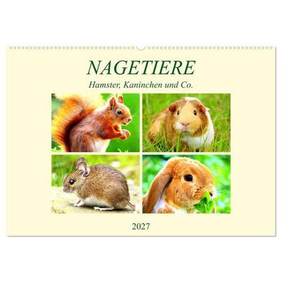 Nagetiere. Hamster, Kaninchen und Co. (Wandkalender 2027 DIN A2 quer), CALVENDO Monatskalender