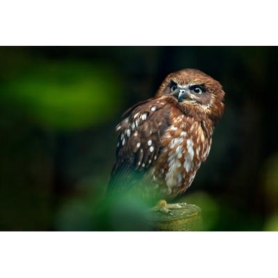 Papermoon "Brown Wood Owl"