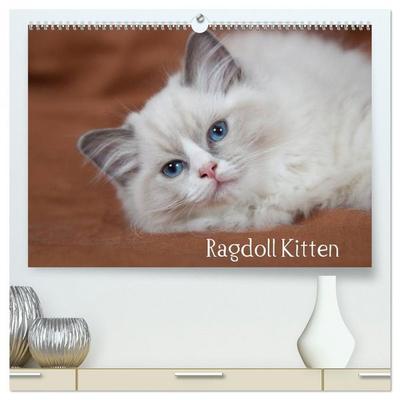 Ragdoll Kitten (hochwertiger Premium Wandkalender 2026 DIN A2 quer), Kunstdruck in Hochglanz