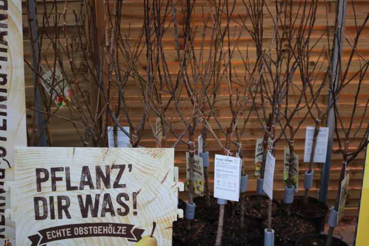 Pflanzen Obstbäume in Sorten 5 L Container